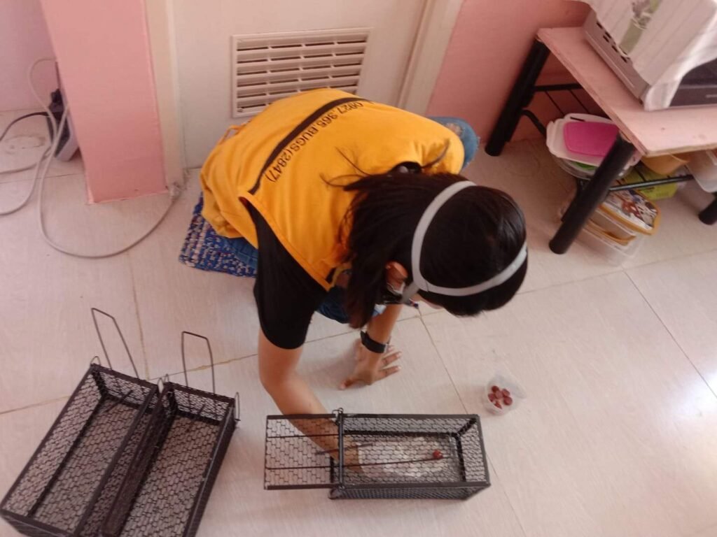 rat trapping rat trapping