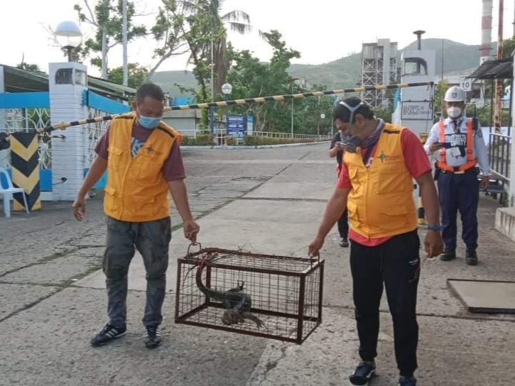 wildlife rescue cebu wildlife rescue cebu